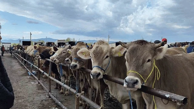 Yozgat’ta Şap Hastalığına Karşı