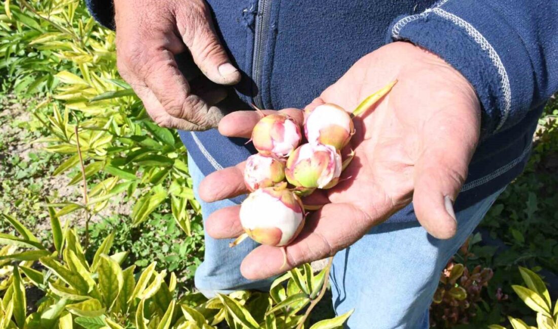 Toprakpınar köyünde şakayık üretimi yapan Bülent Höke, Hollanda'dan getirdiği şakayık