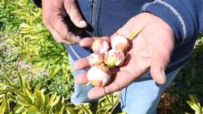 Toprakpınar köyünde şakayık üretimi yapan Bülent Höke, Hollanda'dan getirdiği şakayık