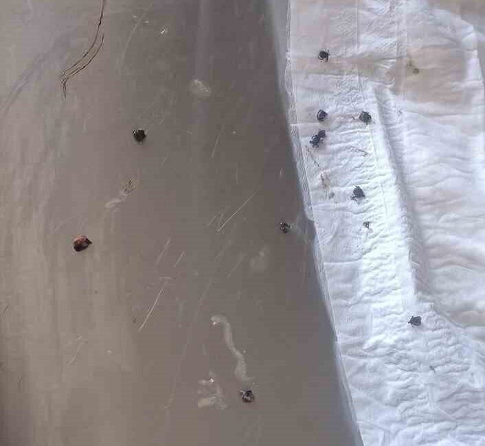 Polatlı'da devriye gezen Jandarma Komutanı Ethem İleri, doğada zor durumda