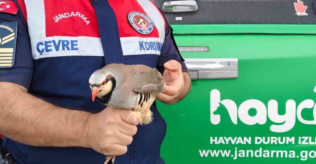 Yaralı kınalı keklik, Yenifakılı ilçesinde Jandarma ekiplerince bulunarak koruma altına