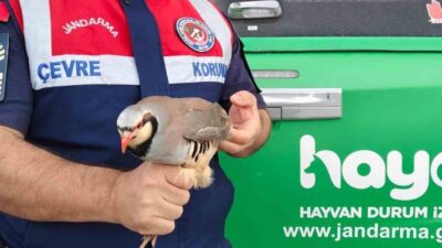 Yaralı kınalı keklik, Yenifakılı ilçesinde Jandarma ekiplerince bulunarak koruma altına