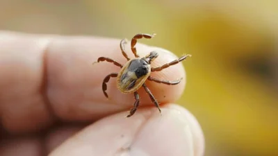 Yerköy'de KKKA Uyarısı: Keneye Dikkat, Hayatınızı Riske Atmayın!
