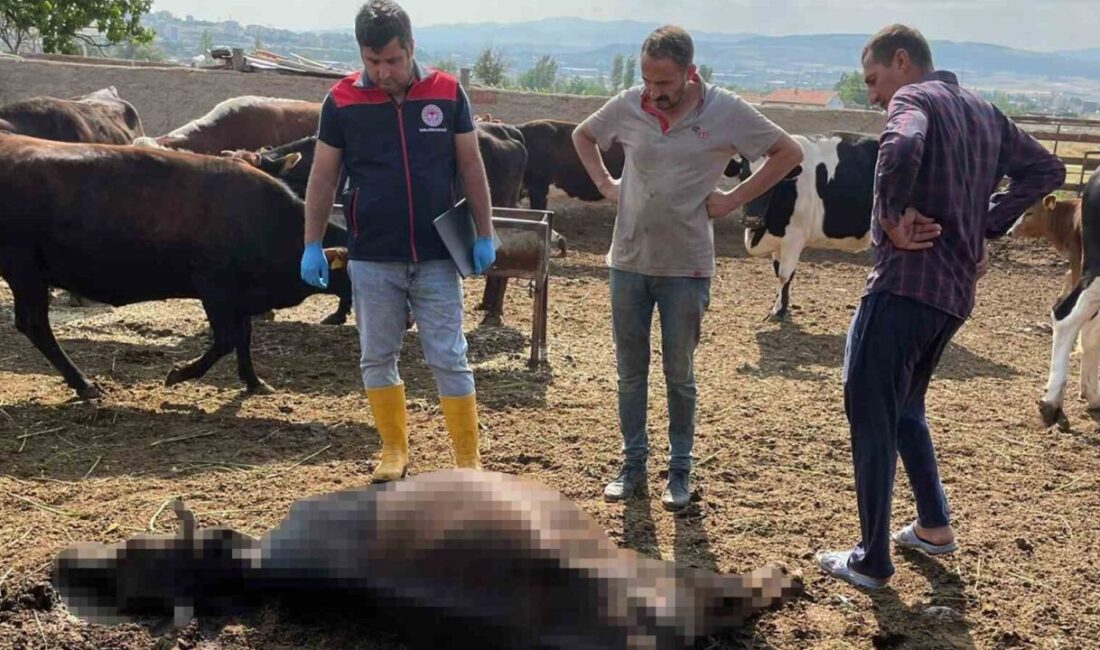 Kırıkkale'nin Bahşılı ilçesinde yıldırım düşmesi sonucu 6 büyükbaş hayvan telef