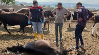 Kırıkkale'nin Bahşılı ilçesinde yıldırım düşmesi sonucu 6 büyükbaş hayvan telef