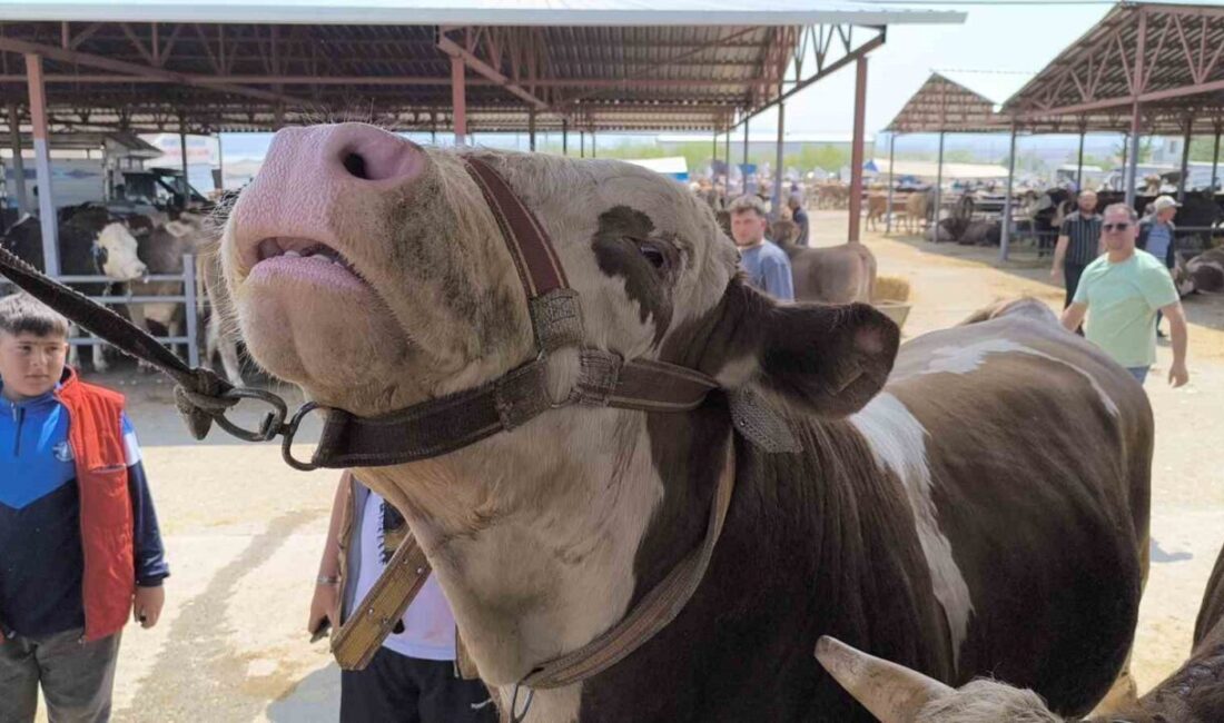 Kırşehir'de 1 ton ağırlığındaki ineğin 240 bin TL'ye satılması dikkat