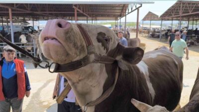 Kırşehir'de 1 ton ağırlığındaki ineğin 240 bin TL'ye satılması dikkat