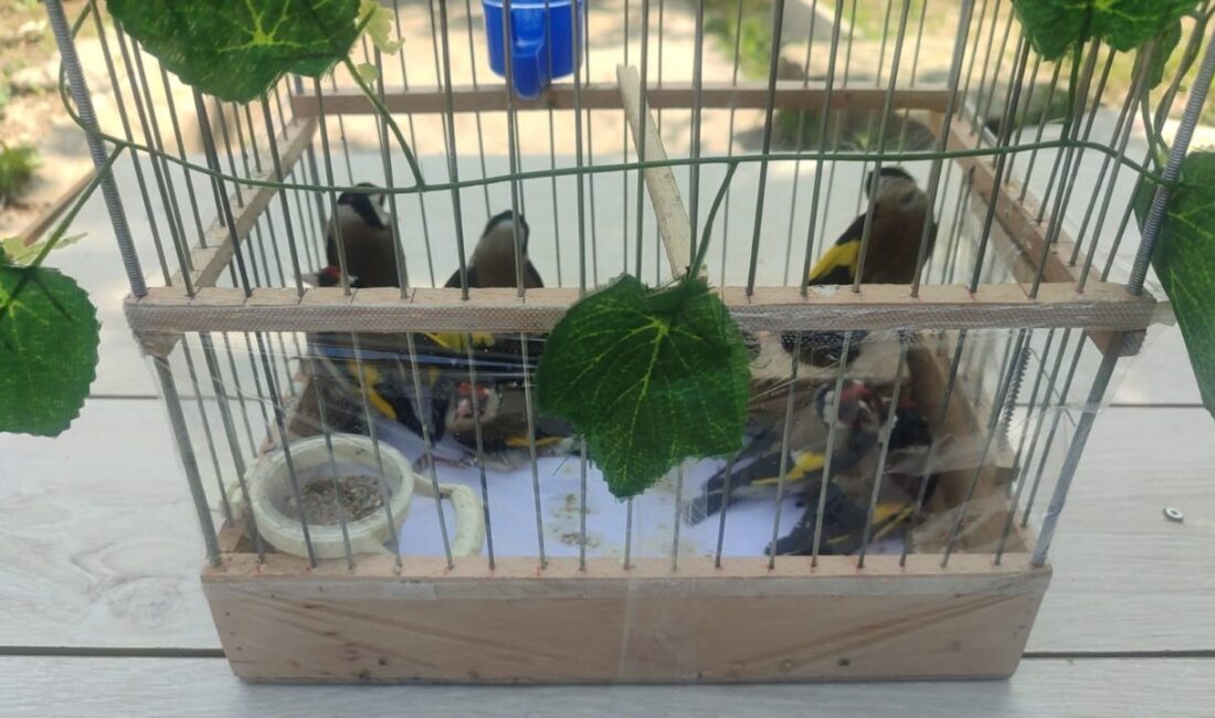 Kaman ilçesindeki operasyonda saka kuşlarını yasa dışı yollarla avlayıp satan