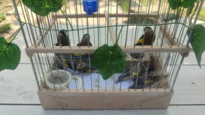 Kaman ilçesindeki operasyonda saka kuşlarını yasa dışı yollarla avlayıp satan