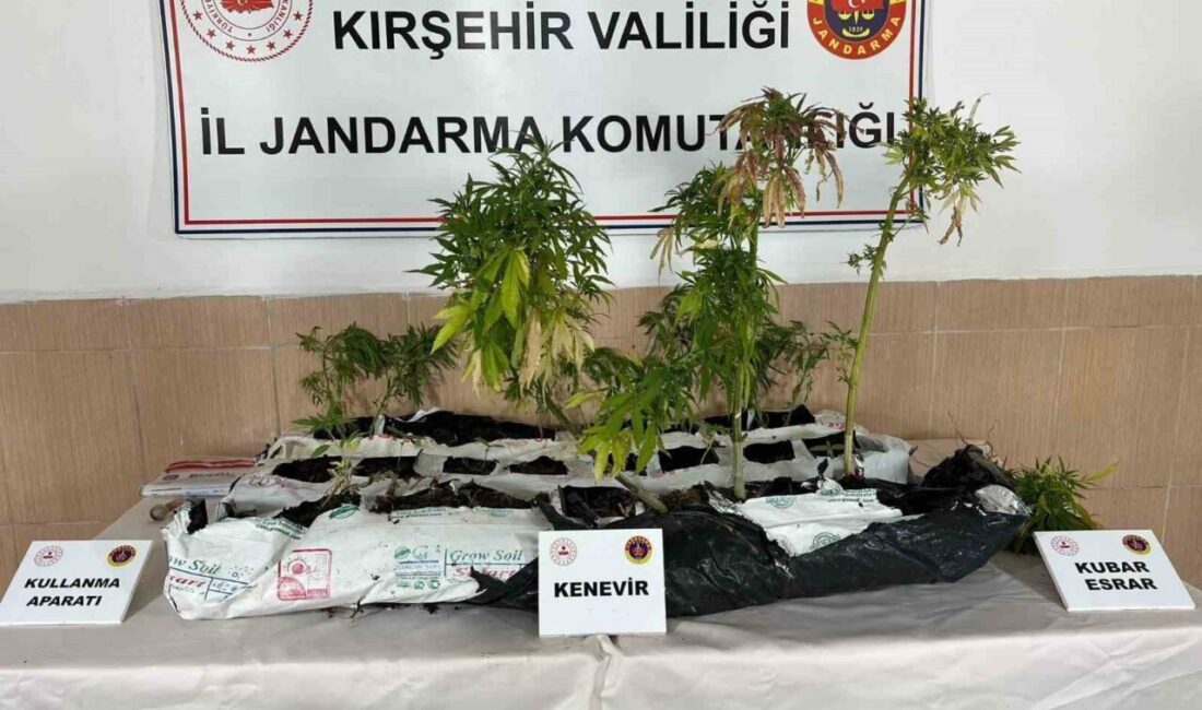 Kırşehir'de jandarma ekipleri düzenledikleri operasyonda 40 kök kenevir bitkisi ve