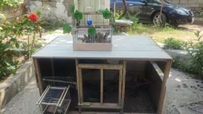 Kırşehir’de saka kuşlarını avlayıp satanlar Asayiş Şube ve Milli Parklar