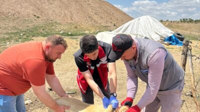 Yerköy’de Sahipli Hayvanlar İçin Aşı ve Mikroçip Seferberliği Başladı

