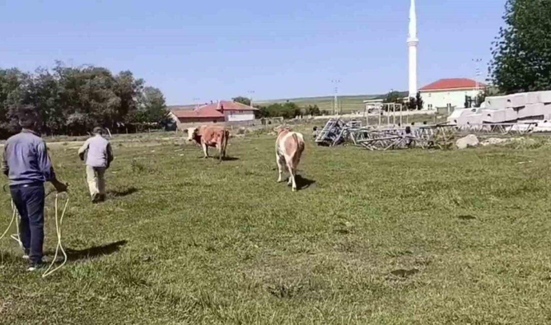 Saraykent'te kurbanlık hayvanın kaçmasıyla kısa süreli panik yaşandı. İki kez