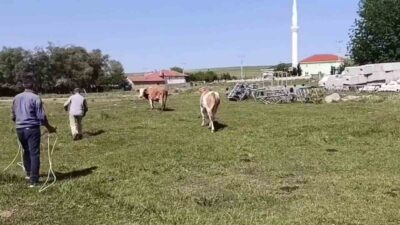 Saraykent'te kurbanlık hayvanın kaçmasıyla kısa süreli panik yaşandı. İki kez
