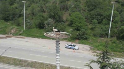 Ankara'nın sembolü haline gelen leylekler, Kızılcahamam ilçesindeki otelde yeni yavrularına