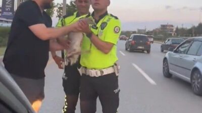 Ankara-İstanbul çevre yolu Ayaş mevkiinde ördek tehlikeden vatandaşlar ve trafik