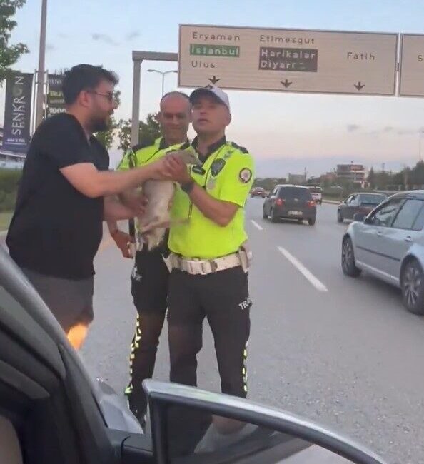 Ankara-İstanbul çevre yolu Ayaş mevkiinde ördek tehlikeden vatandaşlar ve trafik