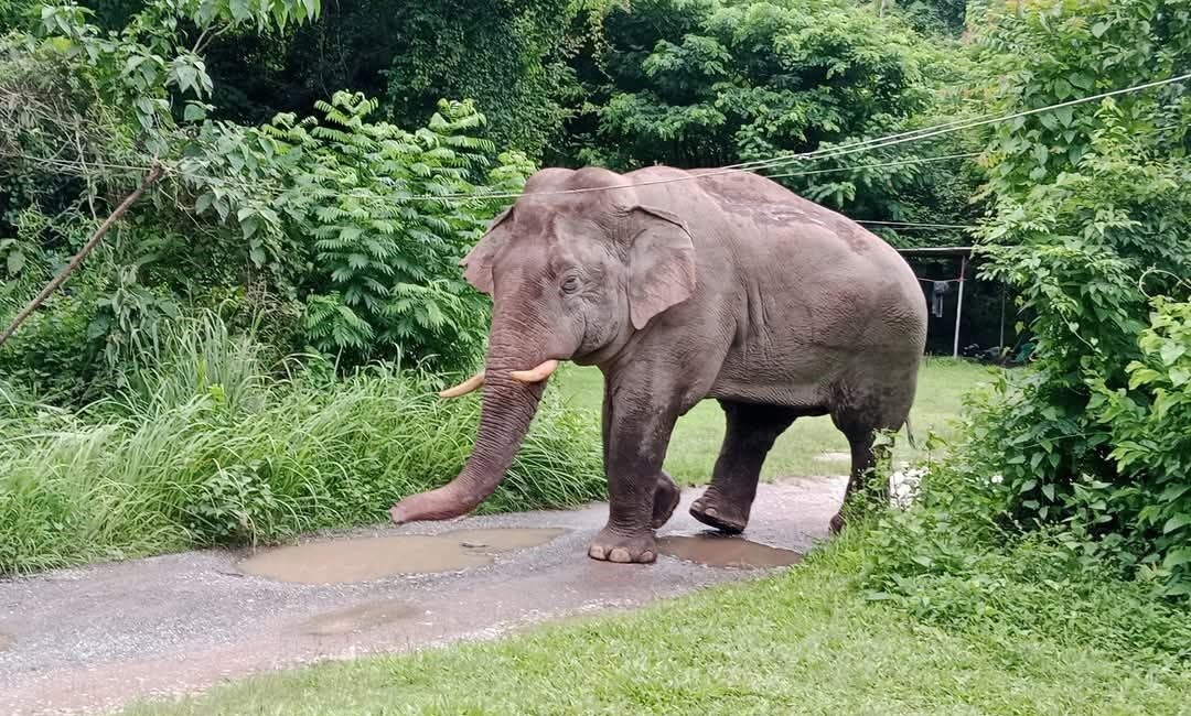 Tayland'da Khao Yai Milli Parkı yakınlarında yaban bir fil markete