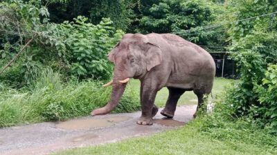Tayland'da Khao Yai Milli Parkı yakınlarında yaban bir fil markete