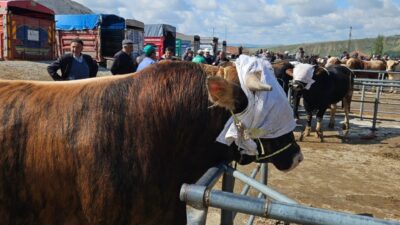 Yozgat'taki canlı hayvan pazarları, çevre illerde yayılan şap hastalığının etkisiyle