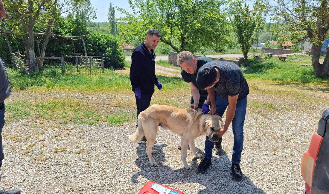 Yozgat Valiliği tarafından yapılan açıklamaya göre, il genelinde sahipli hayvanların
