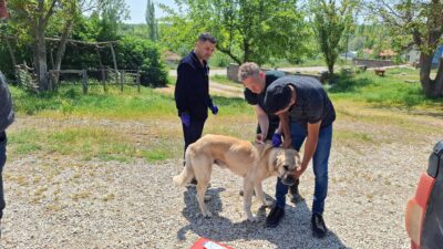 Yozgat Valiliği tarafından yapılan açıklamaya göre, il genelinde sahipli hayvanların