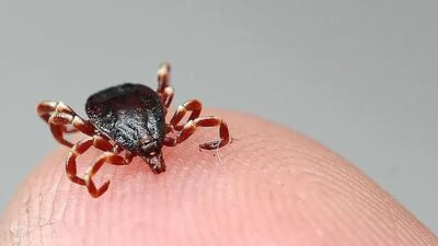 Yozgat ve çevresinde havaların ısınmasıyla birlikte Kırım Kongo Kanamalı Ateşi