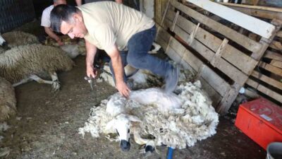 Yozgat'ta yaz mevsimiyle birlikte koyun kırkma sezonu başladı. Çiftçiler, hayvan