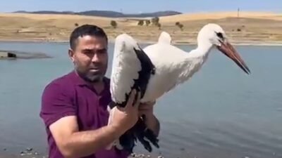 Dişli köyünde yaralı bulunan leylek tedavi edildi ve doğal yaşamına