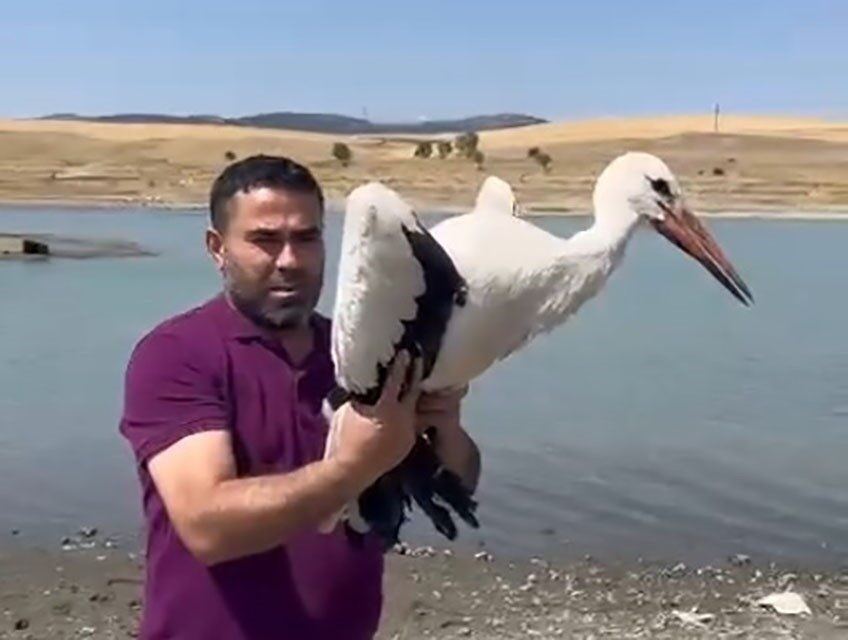 Dişli köyünde yaralı bulunan leylek tedavi edildi ve doğal yaşamına