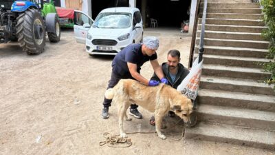 Yerköy Kaymakamlığı tarafından yapılan açıklamaya göre, sahipli köpeklerin kuduz aşılarının