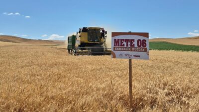 Yerköy İlçe Tarım ve Orman Müdürlüğü, 2025 yılı buğday hasat