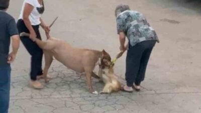Mamak ilçesindeki olayda ağızlıksız pitbull, başka bir köpeğe saldırarak sahibini