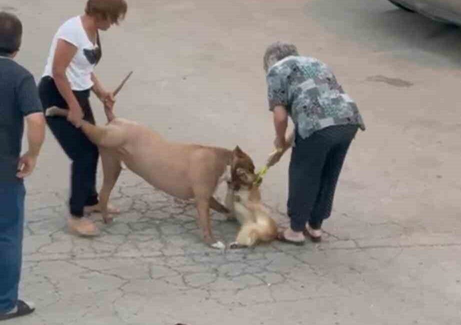 Ağızlıksız dolaştırılan pitbull, hem köpeğe hem de kendi sahibine saldırdı Mamak ilçesindeki olayda ağızlıksız