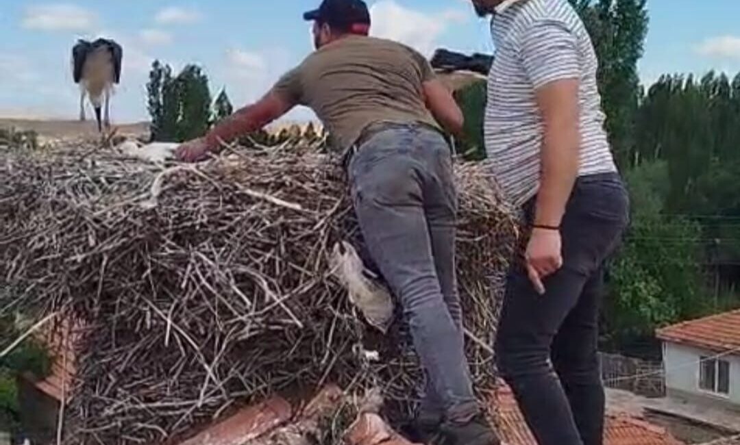 Ayağına ip dolanan leyleği itfaiye ekipleri kurtardı Çorum'da bir evin çatısında