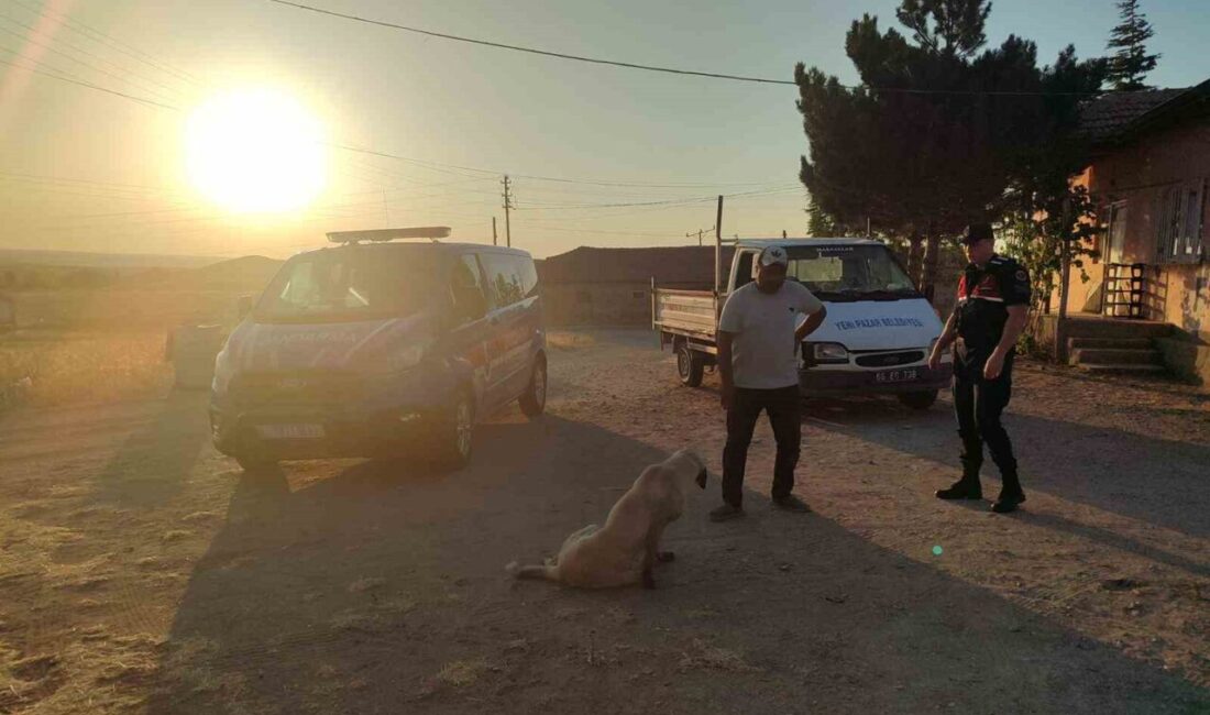 Boğazlıyan ilçesindeki Yenipazar Beldesi'nde başıboş bir köpek 8 yaşındaki bir