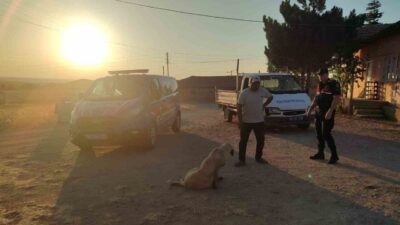 Boğazlıyan ilçesindeki Yenipazar Beldesi'nde başıboş bir köpek 8 yaşındaki bir