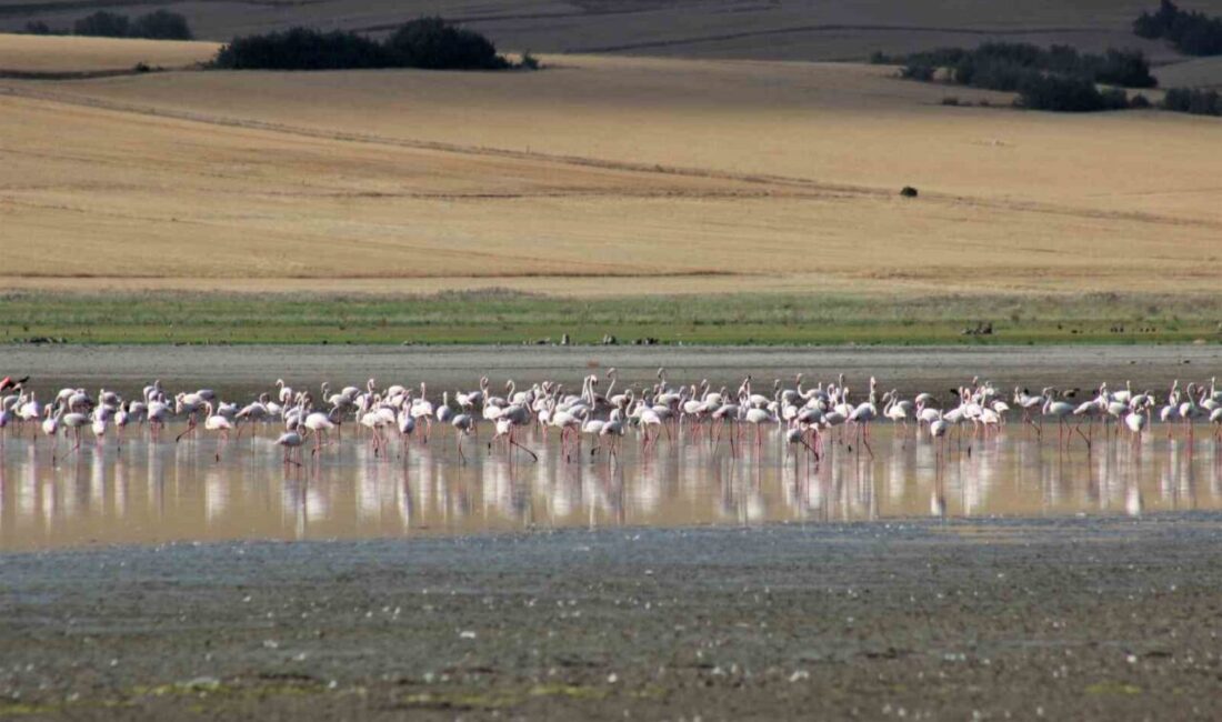 Yozgat'taki Gelingüllü Barajı, flamingolar, pelikanlar ve yaban kazları gibi binlerce