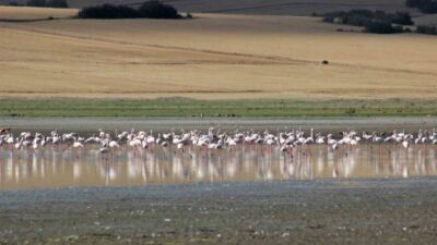 Yozgat'taki Gelingüllü Barajı, flamingolar, pelikanlar ve yaban kazları gibi binlerce