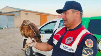 Yozgat'ın Boğazlıyan ilçesindeki Yenipazar mevkiinde yaralı bir şahin bulundu. Jandarma