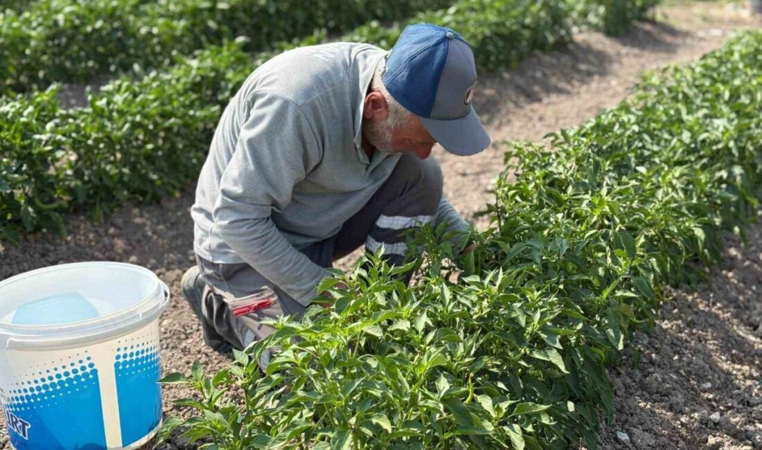Sincan Belediyesi, Eko-Çiftlik Sıfır Atık Eğitim Merkezi'nde yetiştirilen organik sebzeleri