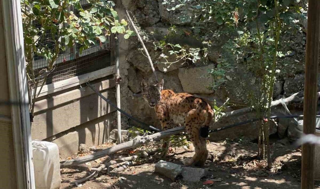 Çorum'un İskilip ilçesinde bir evin bahçesine giren vaşak, 5 tavuğu