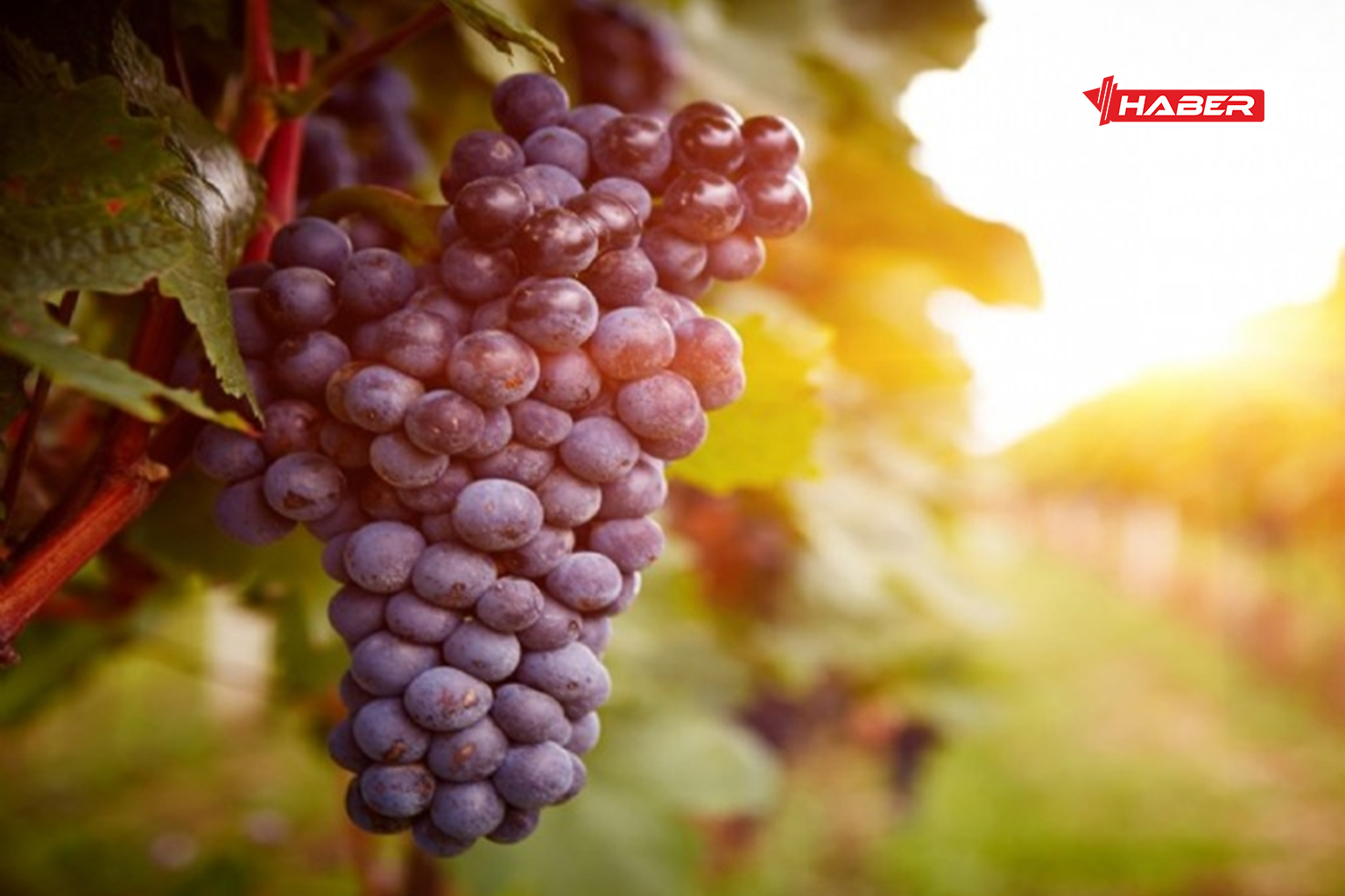 üzüm faydaları