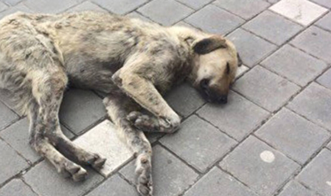 5199 sayılı Hayvanları Koruma Kanunu ve Türk Ceza Kanunu kapsamında,