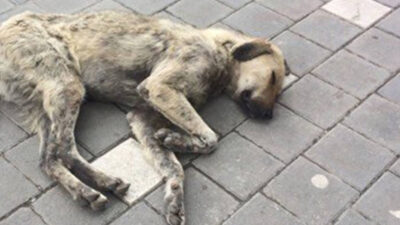 5199 sayılı Hayvanları Koruma Kanunu ve Türk Ceza Kanunu kapsamında,