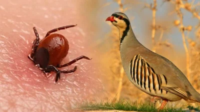 Yaz aylarının gelmesiyle birlikte, kene kaynaklı hastalıklar yeniden risk oluşturmaya