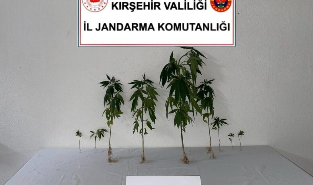 Kırşehir'de dron destekli yapılan kontrollerde, izinsiz ekildiği tespit edilen 9