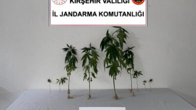 Kırşehir'de dron destekli yapılan kontrollerde, izinsiz ekildiği tespit edilen 9