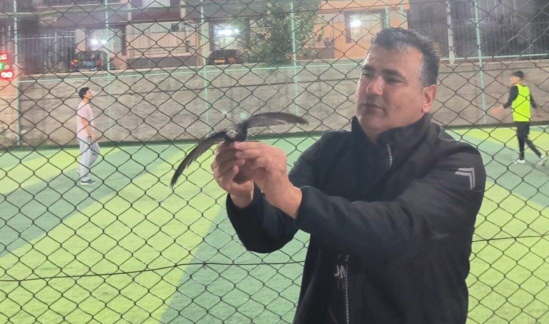 Kırşehir’de yaralı ebabil kuşu tedavi altına alındı Kırşehir'de Yasin İlhan Yavuz