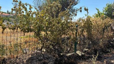 Yozgat'ta elektrik direğinden kopan kablo yangına sebep oldu. Olay sonucunda